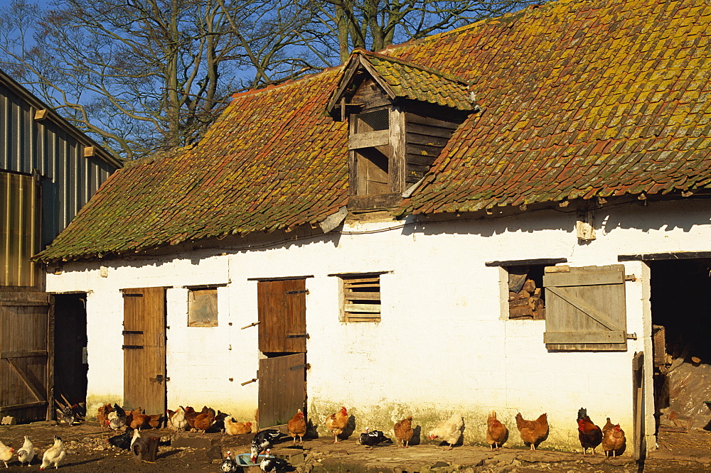 Exterior of a farm outhouse with chickens in the farmyard, near Montreuil in the Crequois Valley, Nord Pas de Calais, France, Europe