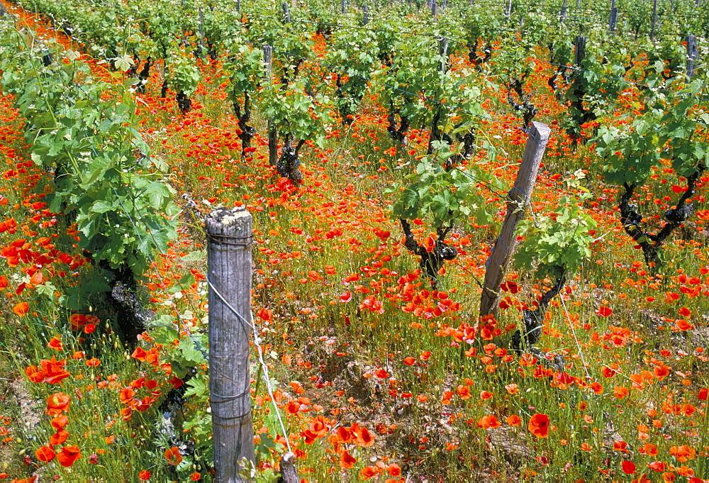 Vineyards near Sauterne, Gironde, Aquitaine, France, Europe