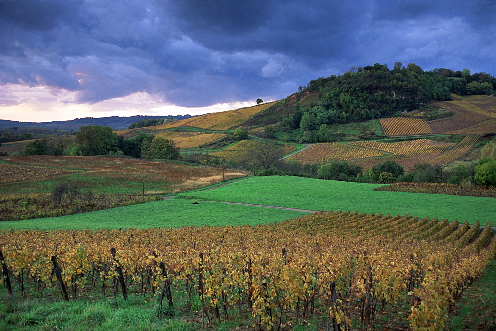 Vineyards near Chateau Chalon, Jura, Franche Comte, France, Europe