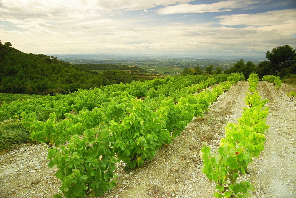 Vineyards near Gigondas, Vaucluse, Provence, France, Europe