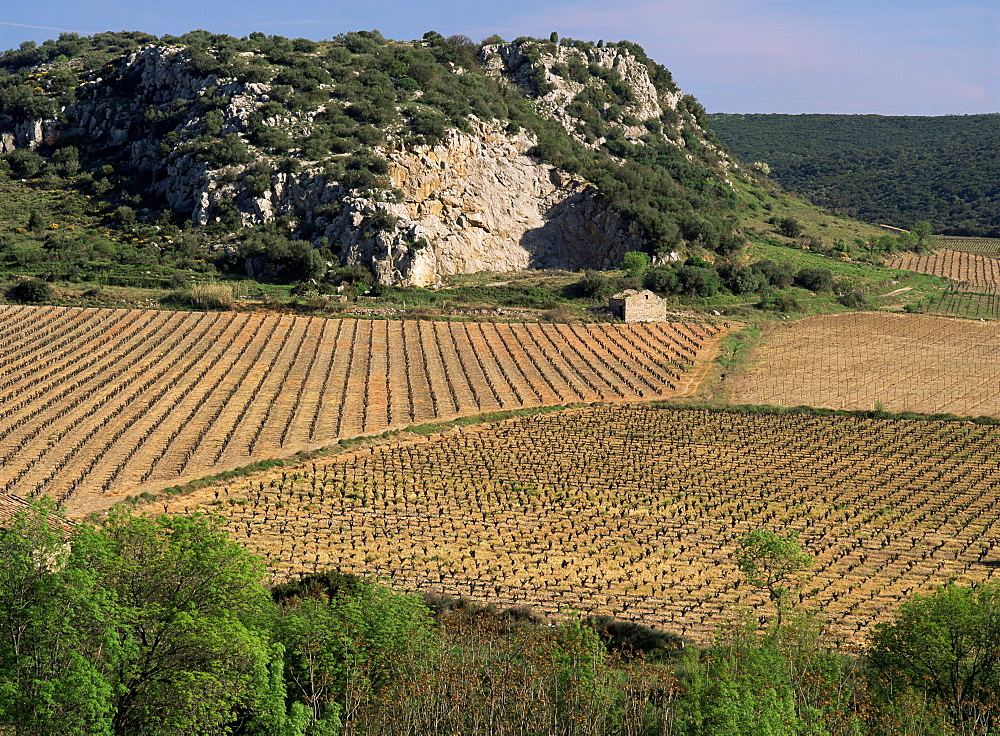 Vineyards near Pezenas, Herault, Languedoc-Roussillon, France, Europe