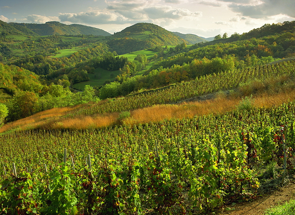 Vineyards near Cerdon, Bugey, Ain, Rhone Alpes, France, Europe