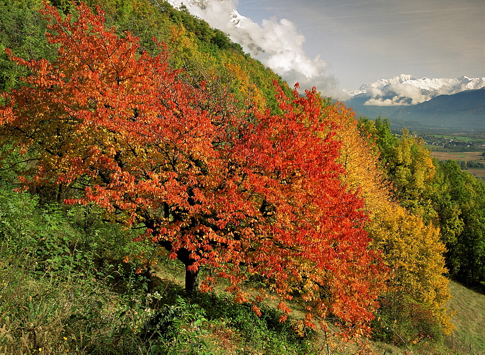 Tree with red autumnal foliage, near Chambery, Savoie, Rhone Alpes, France, Europe