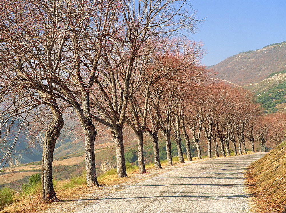 Bare trees line a rural road at Drome, Col de Perty in the Rhone Alpes, France, Europe