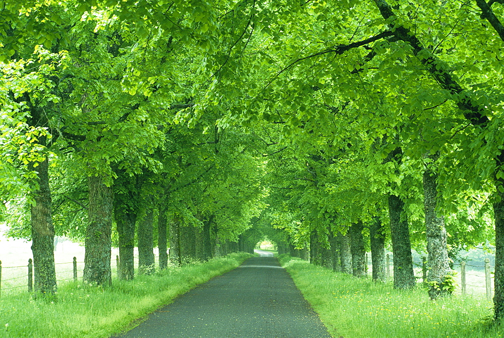 Trees line rural road near Orcival in the Auvergne, France 