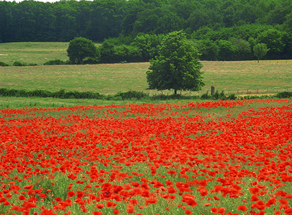 A field of red poppies in an agricultural landscape near Sancerre, Cher, Loire Centre, France, Europe