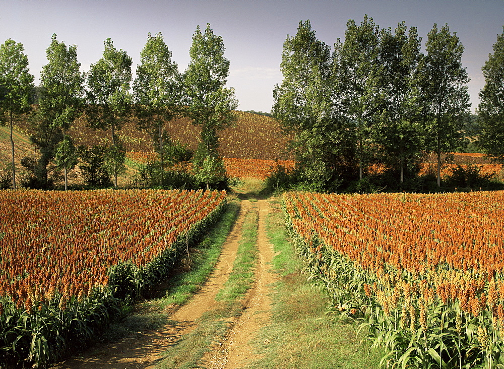 Millet field near Condom, Gascony, Midi-Pyrenees, France, Europe