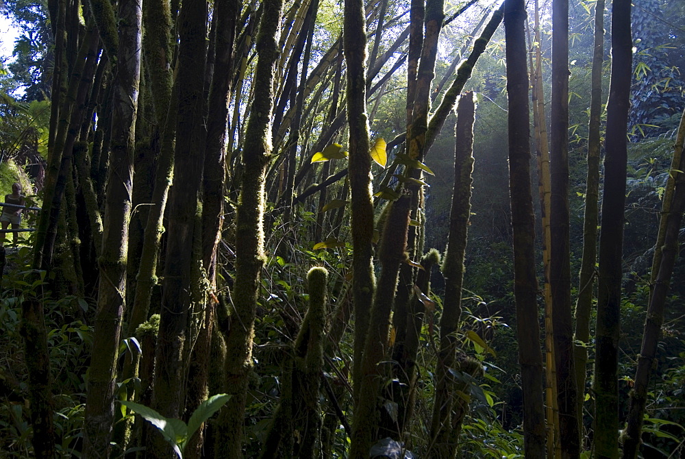 Rainforest near Akaka Falls, Island of Hawaii (Big Island), Hawaii, United States of America, North America