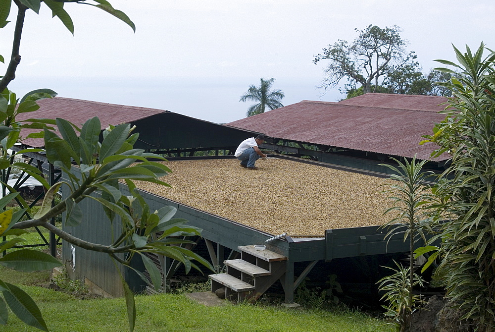 Kona coffee beans drying in the sun, Greenwell Coffee Plantation, Kona, Island of Hawaii (Big Island), Hawaii, United States of America, North America