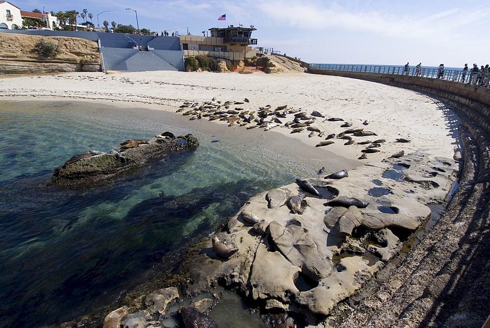 Child's Beach with harbor seals, La Jolla, near San Diego, California, United States of America, North America