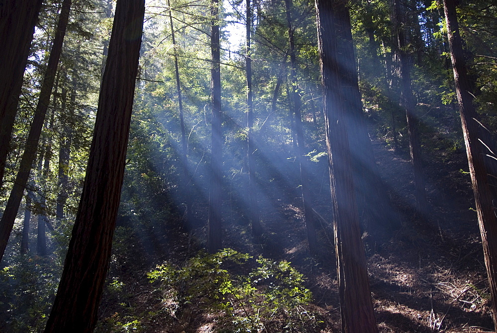 Redwood forest, Ventana, Big Sur, California, United States of America, North America