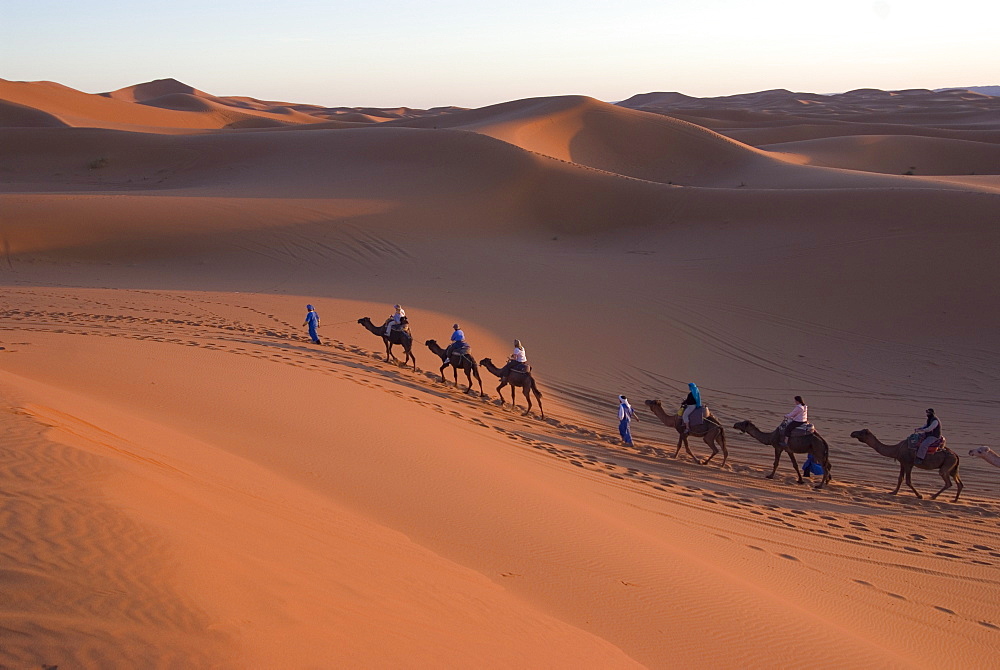 Dromedaries taking tourists on a sunset ride, Merzouga, Morocco, North Africa, Africa