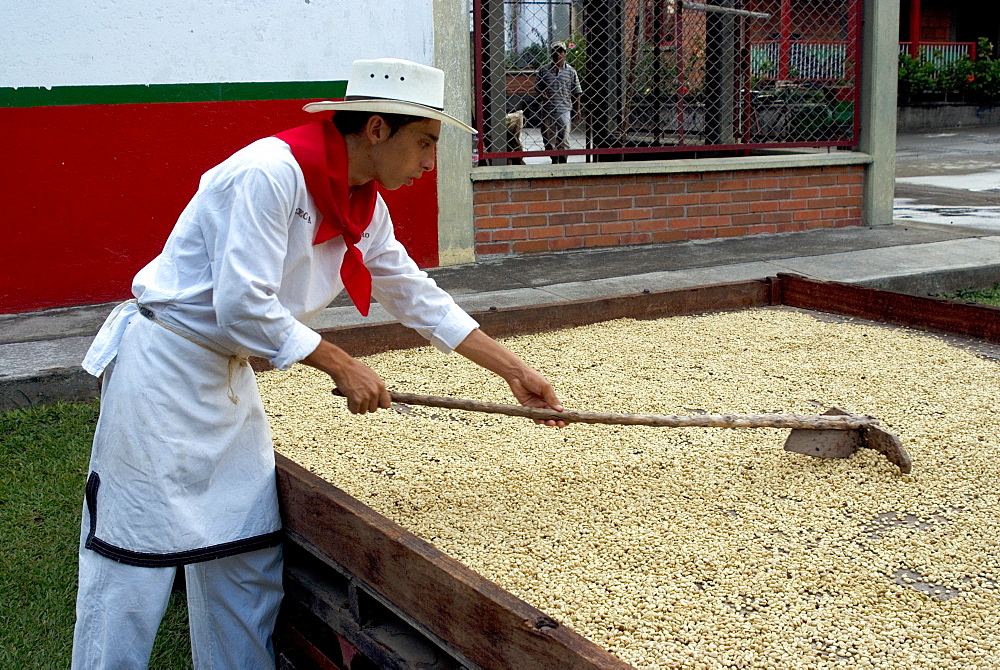 Showing how coffee beans are dried in the sun, Recuca Coffee Plantation, near Armenia, Colombia, South America