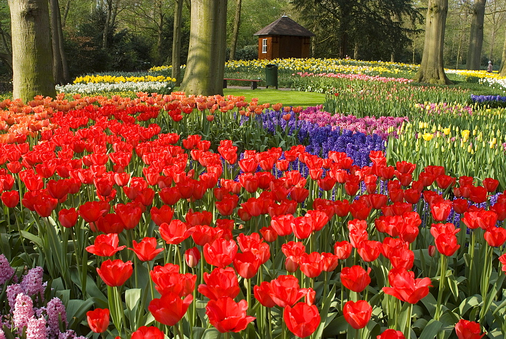 Flowers at Keukenhof Gardens, near Leiden, Netherlands, Europe