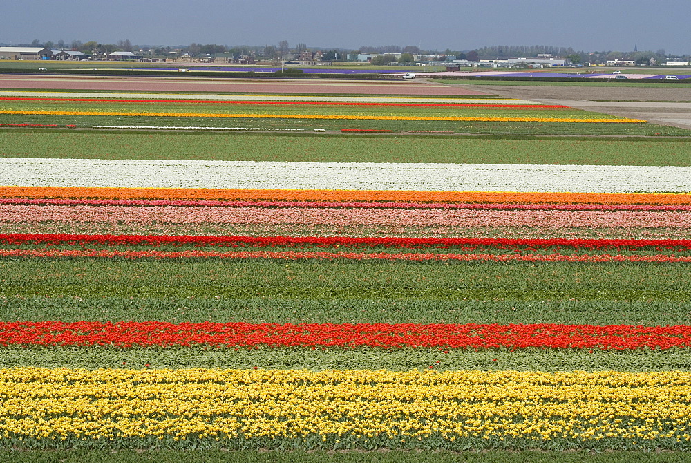 Fields of flowers growing near Keukenhof Gardens, near Leiden, Netherlands, Europe