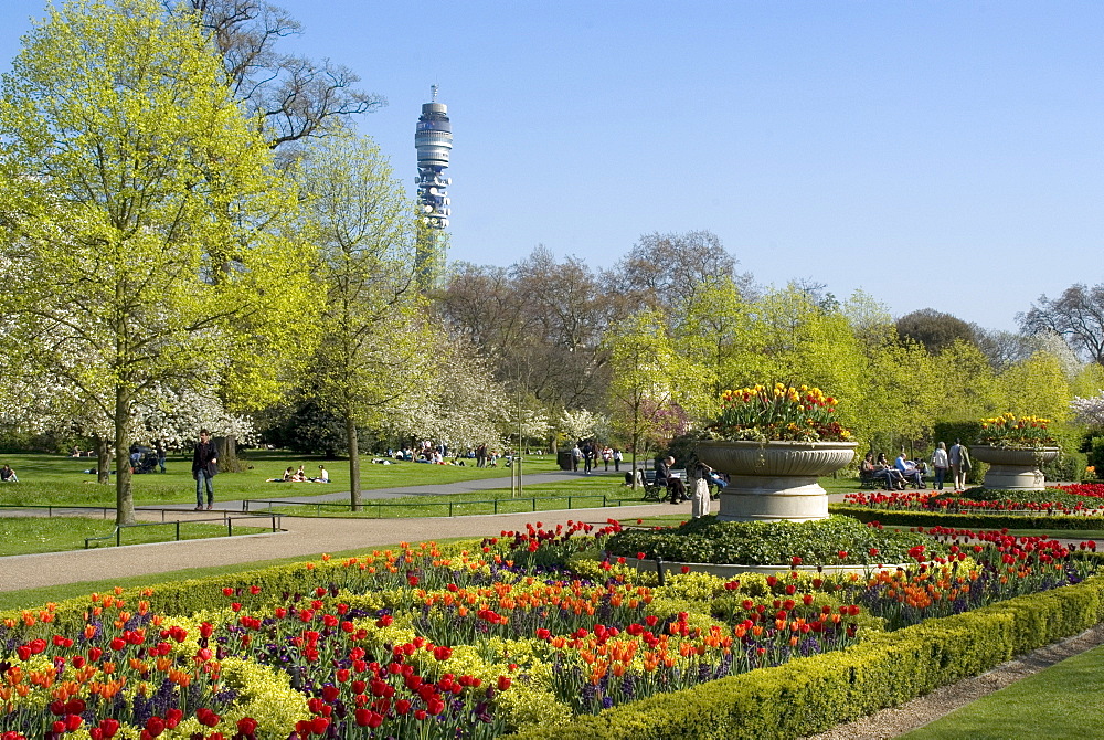 Spring display of tulips, Regent's Park, London, England, United Kingdom, Europe