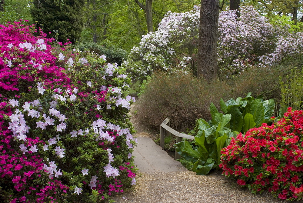 Azaleas and rhododendrons, Isabella Plantation, Richmond Park, Richmond, Surrey, England, United Kingdom, Europe