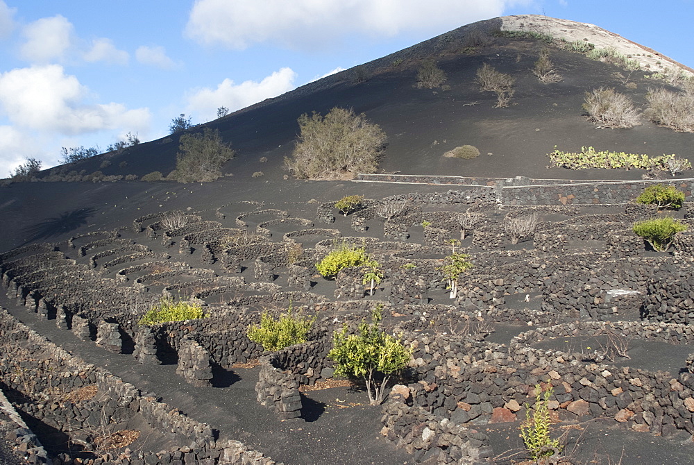 The wine growing district of La Geria, a protected landscape of Lanzarote, Canary Islands, Spain, Atlantic, Europe