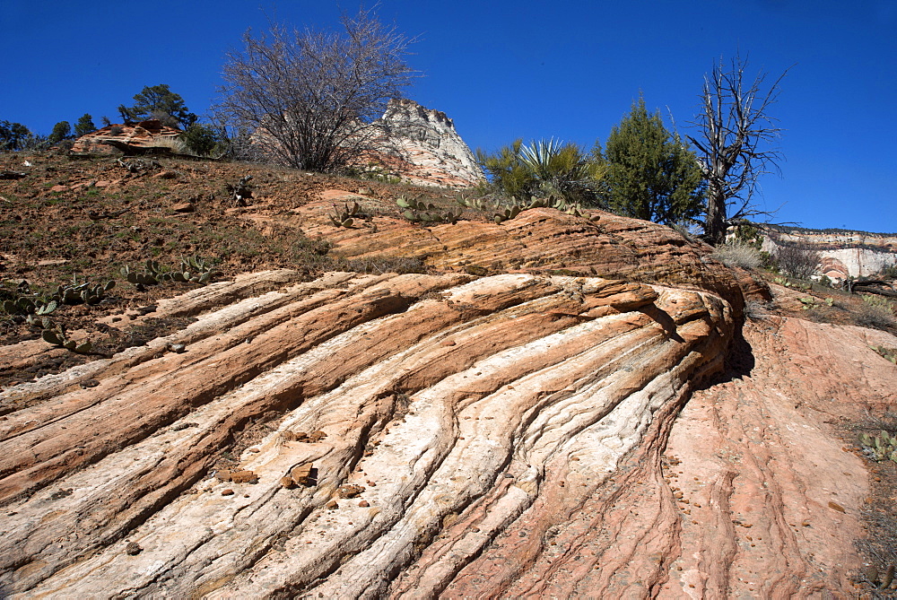 Zion Canyon National Park, Utah, United States of America, North America