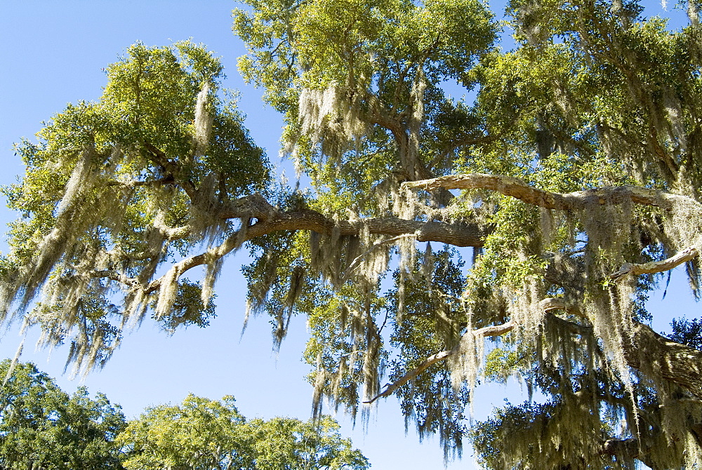 Spanish Moss in tree, Bayou le Batre, Alabama, United States of America, North America