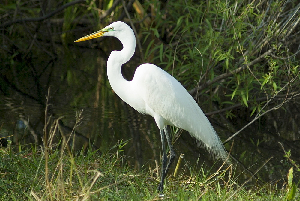 Egret, Everglades National Park, UNESCO World Heritage Site, Florida, United States of America, North America