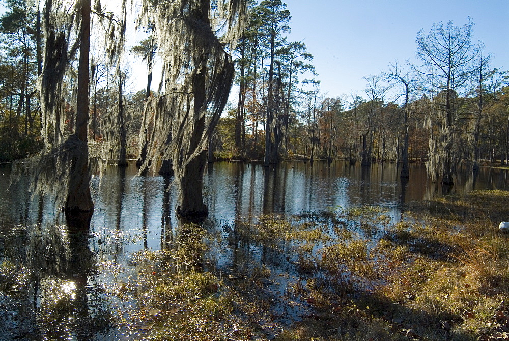 Sam Houston Jones State Park, Lake Charles, Louisiana, United States of America, North America