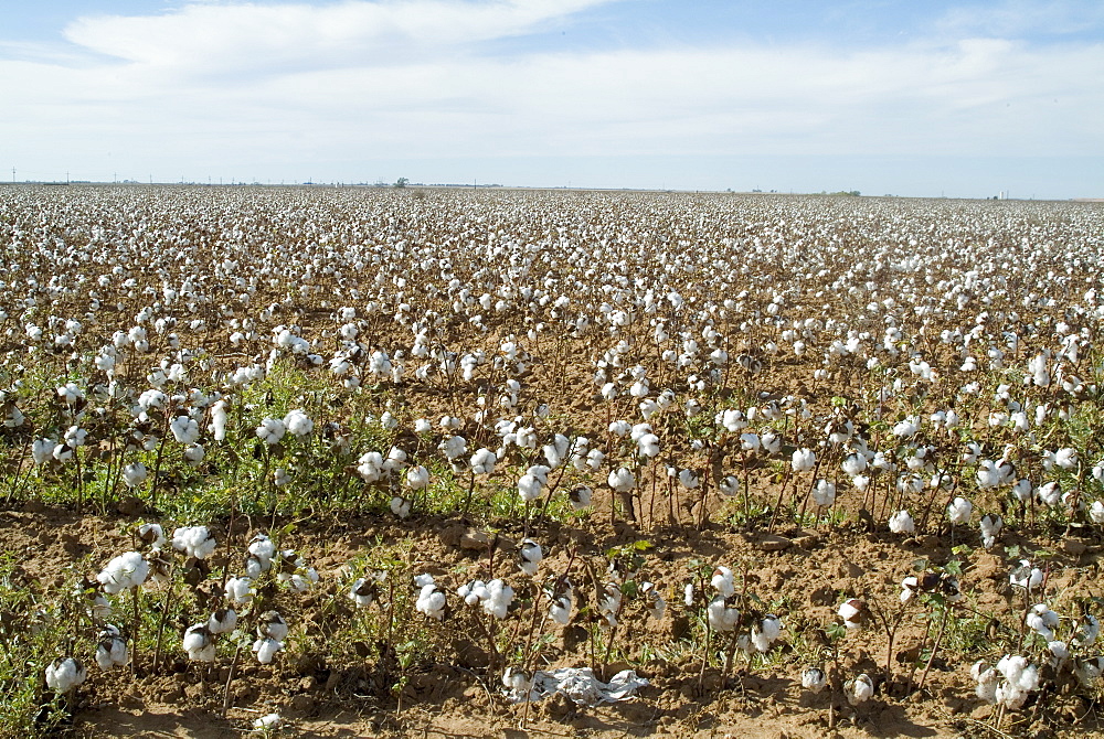 Cotton, Texas, United States of America, North America