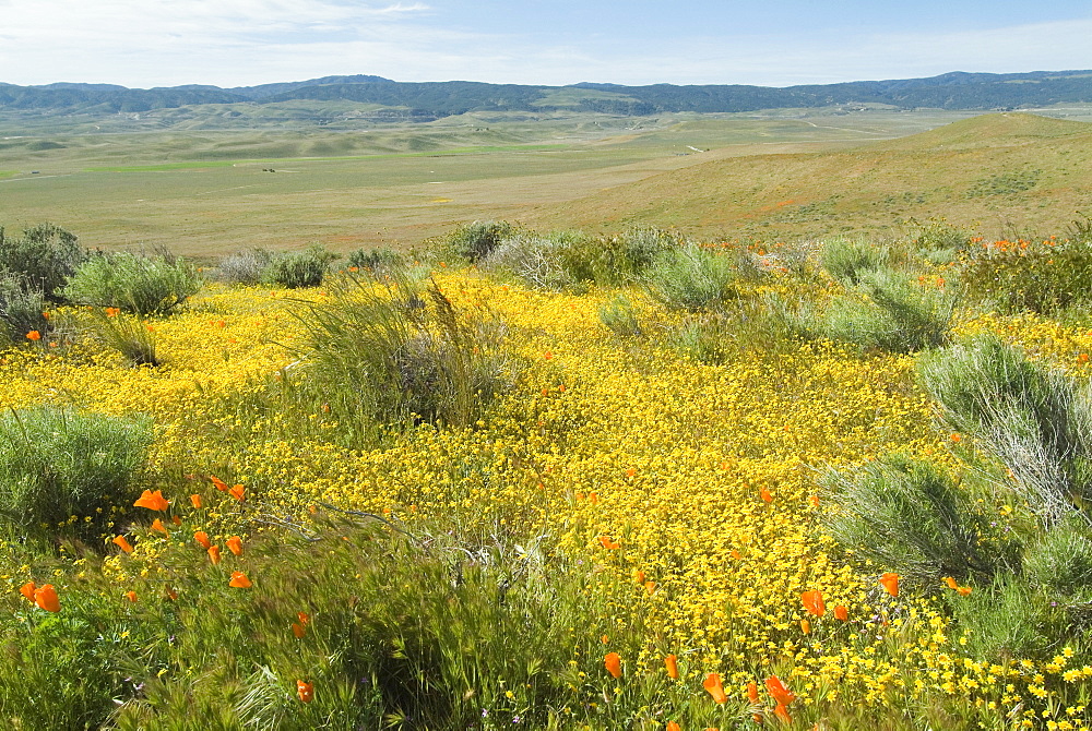 Antelope Valley Poppy Reserve, California, United States of America, North America