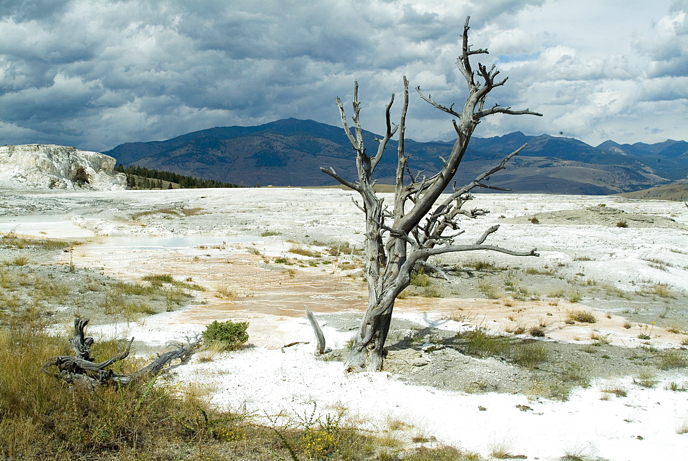 Mammoth Hot Springs, Yellowstone National Park, UNESCO World Heritage Site, Wyoming, United States of America, North America