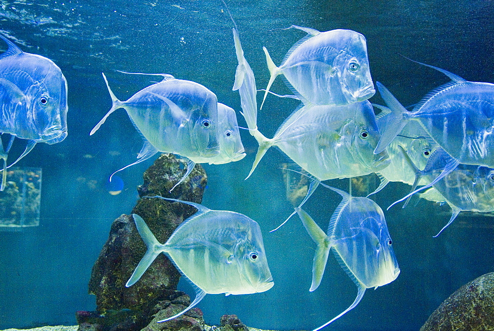 Aquarium, Oceanographic Institute, Monaco-Veille, Monaco, Europe 