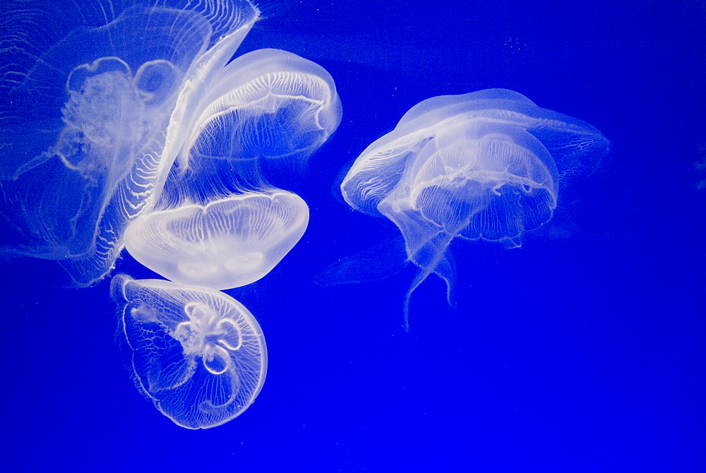 Jellyfish, Aquarium, Oceanographic Institute, Monaco-Veille, Monaco, Europe 