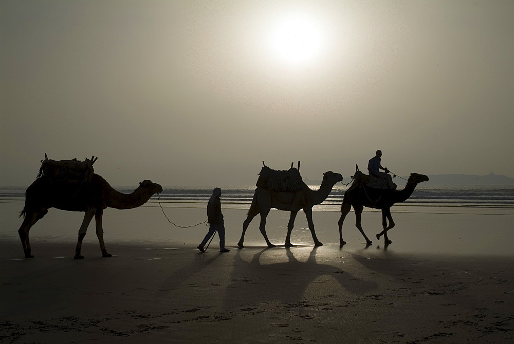 Camels on the beach, Essaouira, Morocco, North Africa, Africa