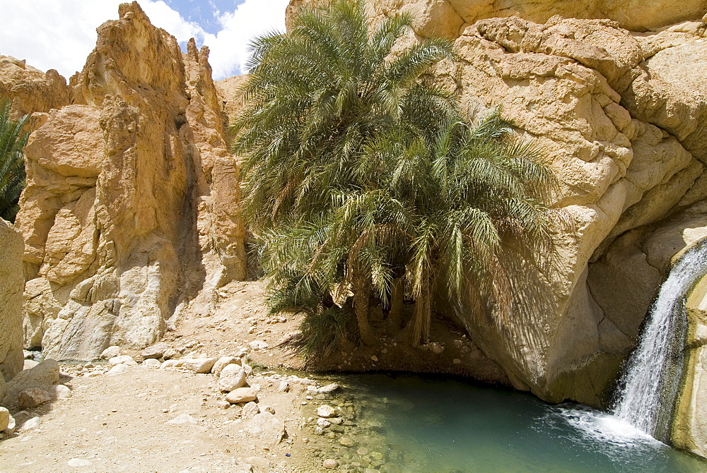 Desert oasis, Chebika, Tunisia, North Africa, Africa