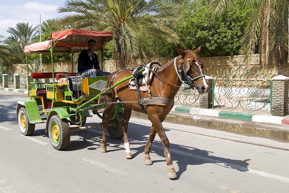 Horse and carriage, Tozeur, Tunisia, North Africa, Africa