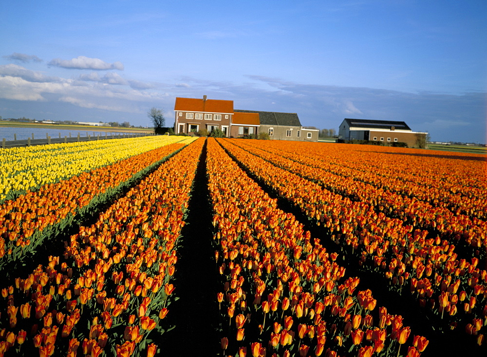 Tulip fields and house, Lisse, The Netherlands (Holland), Europe