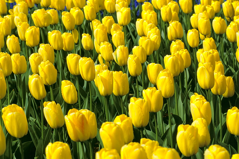 Close-up of yellow tulips in bulbfield, Lisse, The Netherlands (Holland), Europe