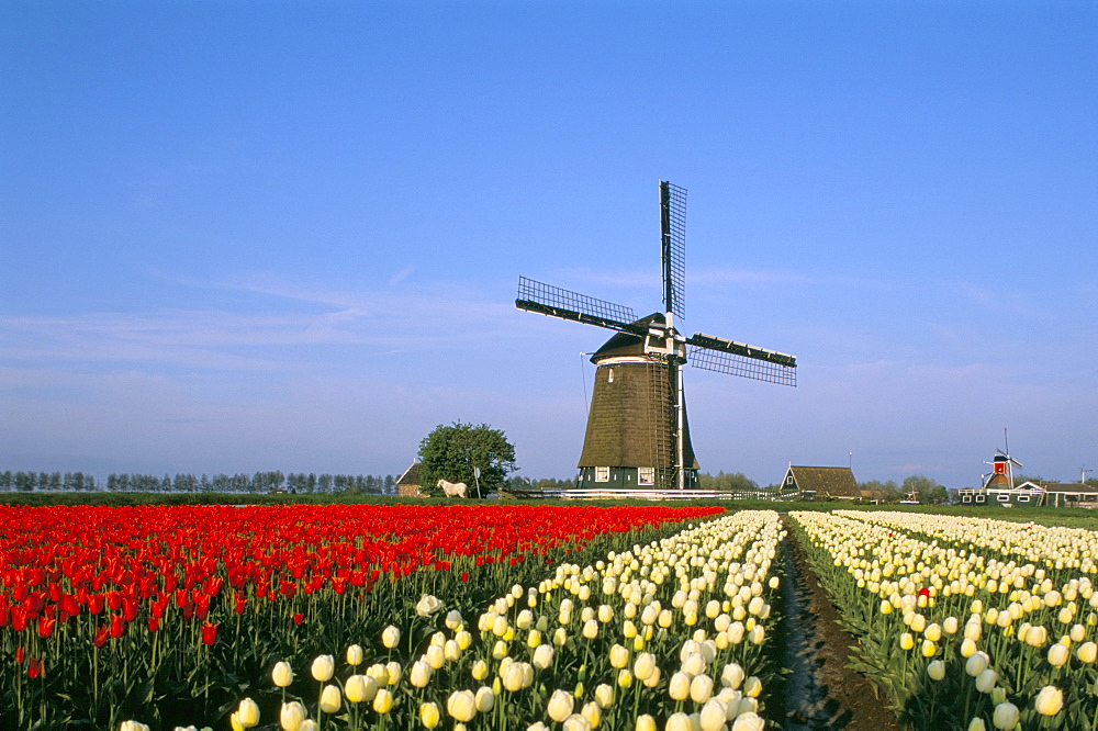 Windmill and tulip fields, The Netherlands (Holland), Europe