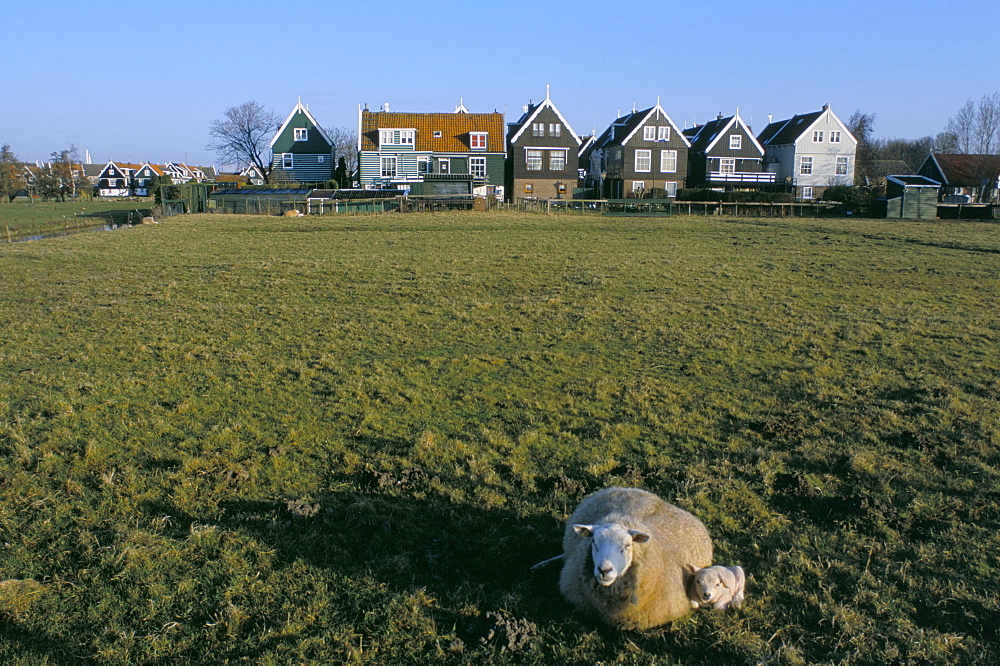 Little farm houses and sheep, Marken, The Netherlands (Holland), Europe