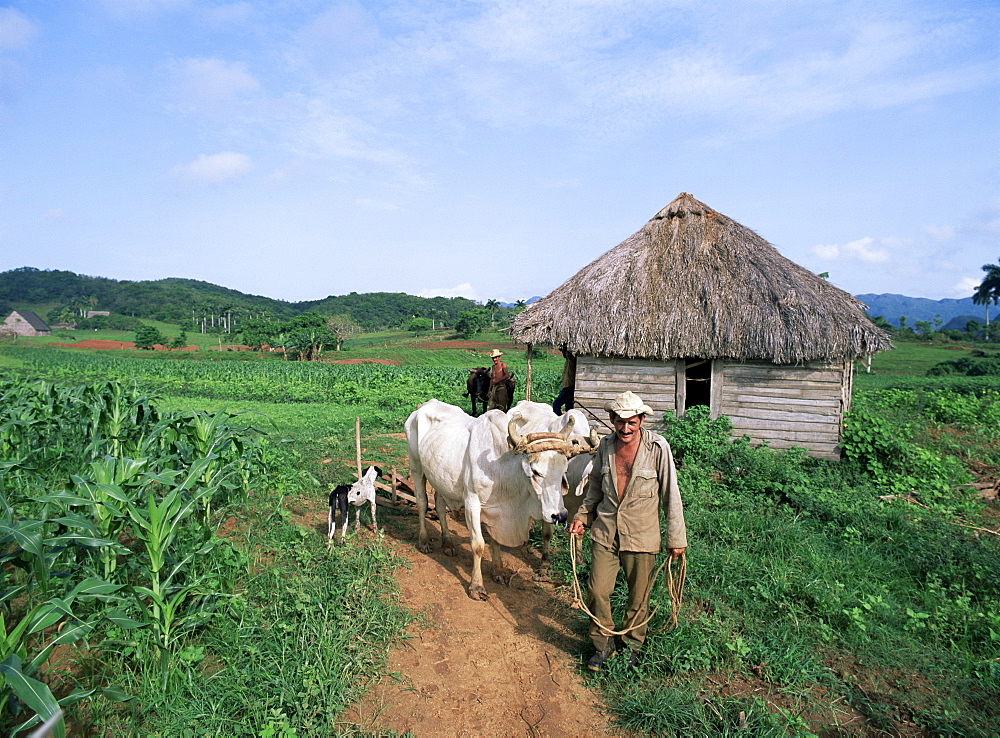 Countrymen going to work, Valle de los Vinales, Cuba, West Indies, Central America