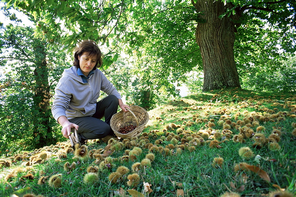 Woman collecting sweet chesnuts, Tuscany, Italy, Europe