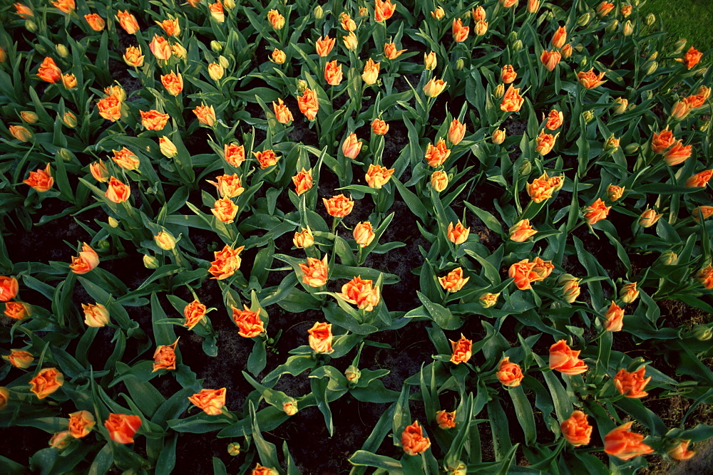 Orange tulips in bulbfield, Holland, Europe