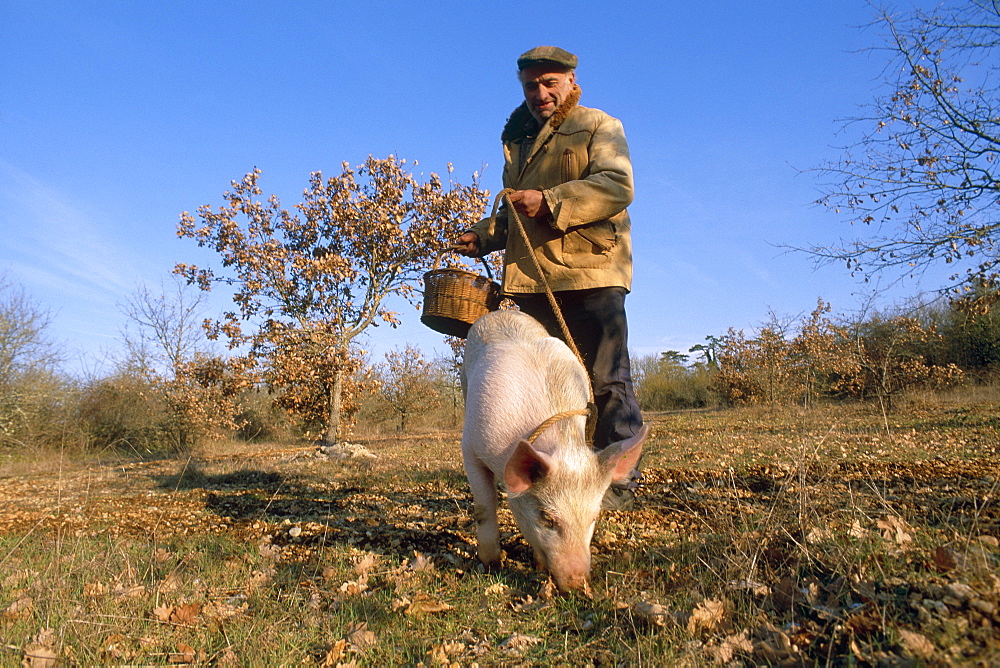 Truffle producer with pig searching for truffles in January, near Lalbenque, Quercy region, Lot, France, Europe