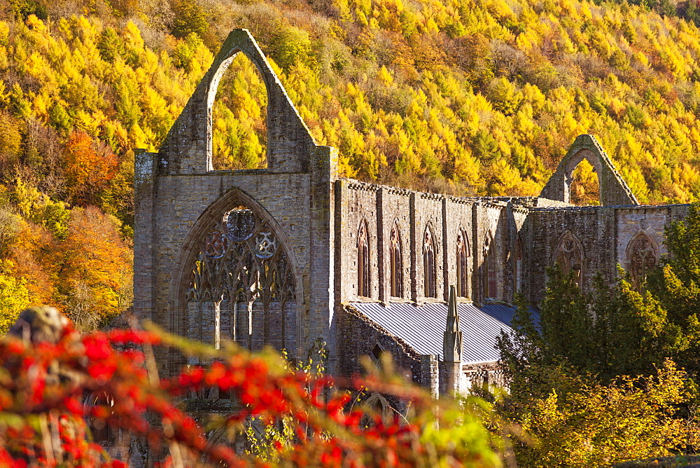 Tintern Abbey, Wye Valley, Monmouthshire, Wales, United Kingdom, Europe 