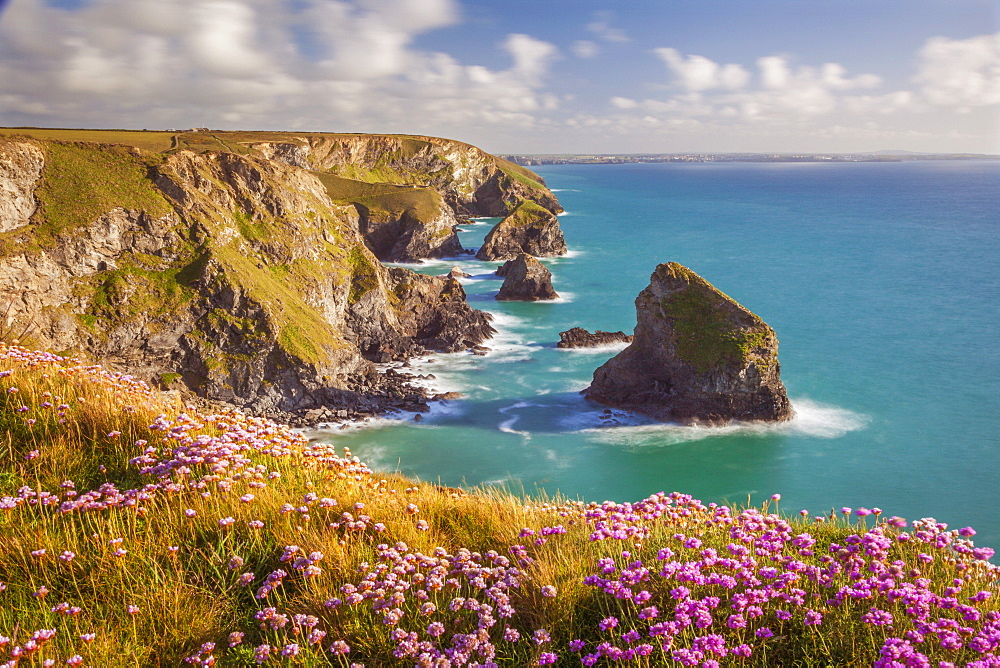 Pink thrift flowers, Bedruthan Steps, Newquay, Cornwall, England, United Kingdom, Europe