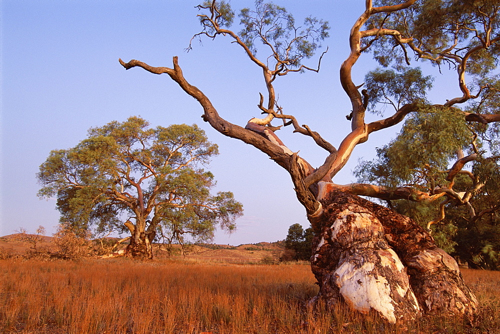 Red River Gum tree, Eucalyptus camaldulensis, Flinders Range, South Australia, Australia, Pacific