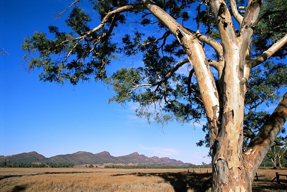 Red River gum tree (Eucalyptus camaldulensis), Wilpena, Flinders Ranges, South Australia, Australia, Pacific