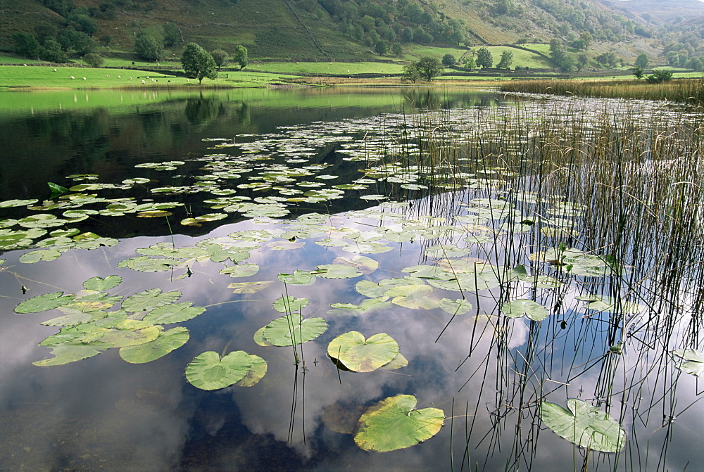 Lily pads, Watendlath Tarn, Lake District National Park, Cumbria, England, United Kingdom, Europe