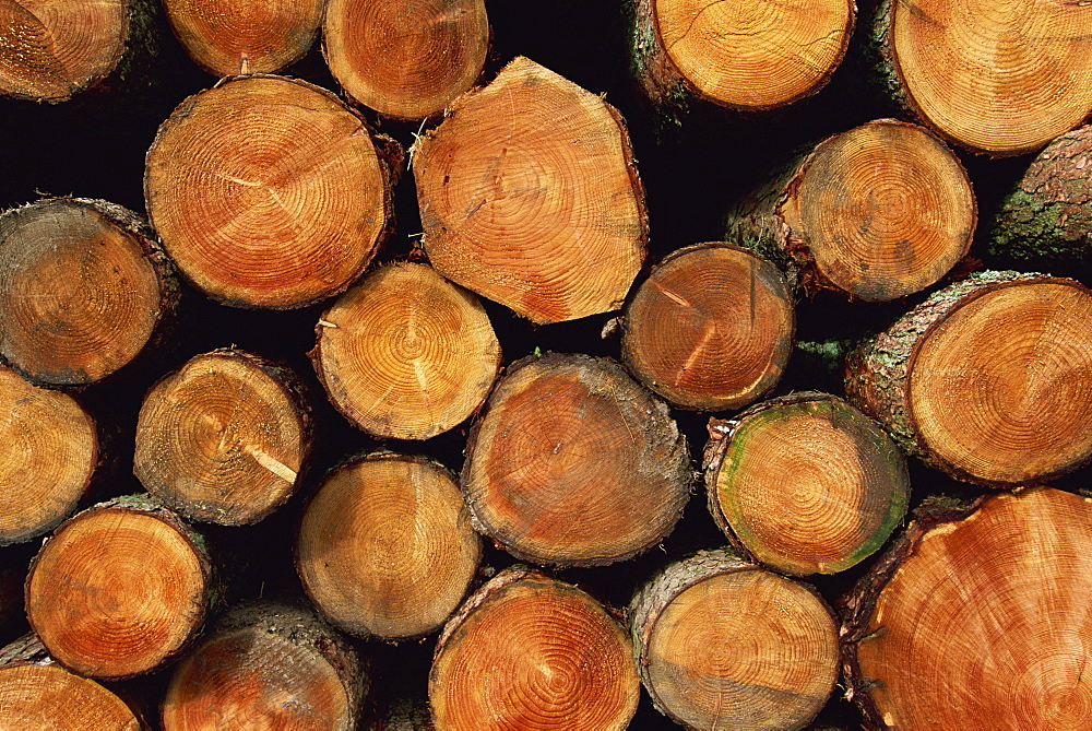 Close-up of cut logs in a timber pile, Hassness Wood, Lake District, Cumbria, England, United Kingdom, Europe