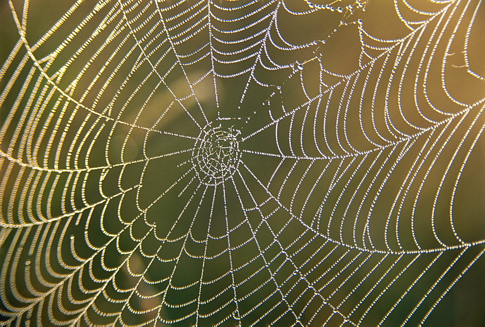 Early morning dew on spider's web, Derbyshire, England, United Kingdom, Europe