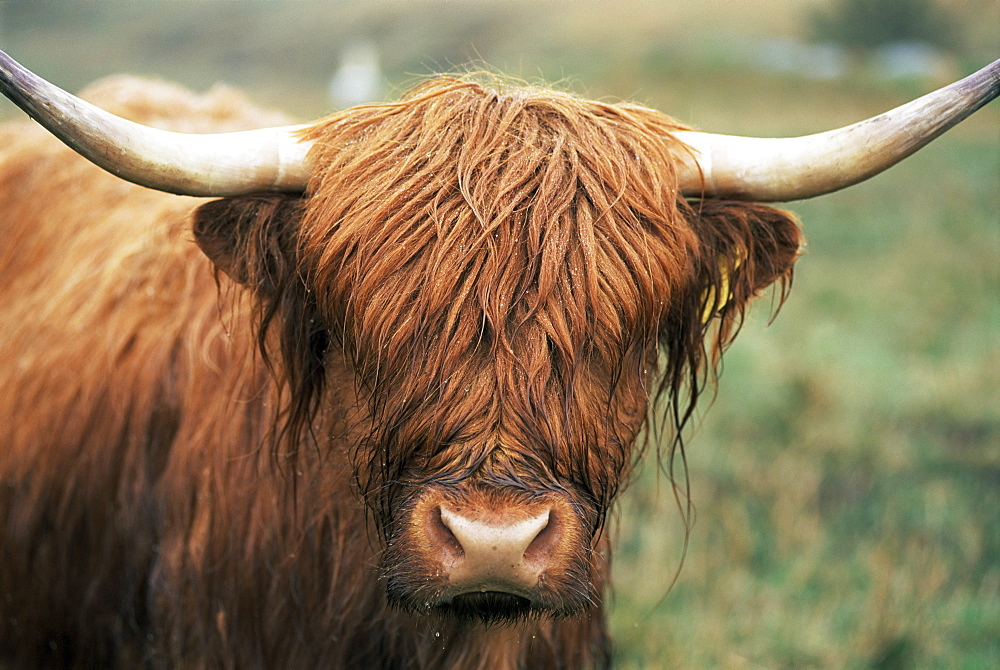 Highland cow, near Elgol, Isle of Skye, Highland region, Scotland, United Kingdom, Europe